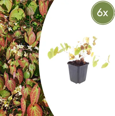 Zdjęcie produktu dla Epimedium y. 'Niveum' | 6 sztuk - 10-25cm - Ø9cm - Roślina ogrodowa