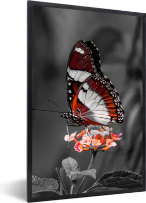 Produktbild von MuchoWow® Gerahmtes Poster Schmetterling - Tiere - Blumen - Schwarz und weiß - Orange 40x60 cm - Poster mit Schwarzem Bilderrahmen Wandposter Rahmen Foto Bilder - Papierdruck - Wandbilder