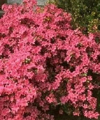 Produktbild von Japanische Azalee Stewartoniana - Rhododendron obtusum Stewartoniana - 25-30cm