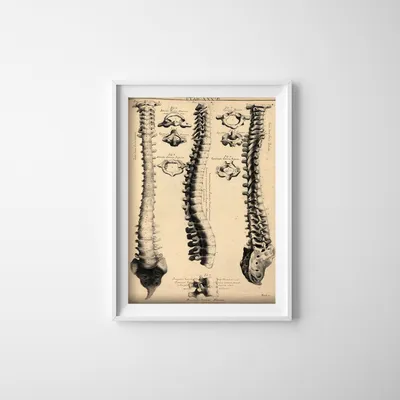 Produktbild von Poster - Canvas - Leinwand - 29,7 cm x 42 cm - Anatomie Kunst