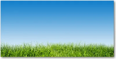 Produktbild von Tulup® Glas-Bild - 100x50 -Wandkunst - Wandbild hinter gehärtetem Sicherheitsglas  - Blumen & Pflanzen - Gras - Grün