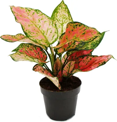 Image de Aglaonema Crimson Love - Filament d'épi bigarré - Variétés originales - 12cm - hauteur env. 25-30cm