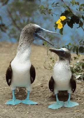 Produktbild von 3 D Ansichtskarte Blaufusstölpel, Postkarte Wackelkarte Hologrammkarte, Tier Vogel Tölpel