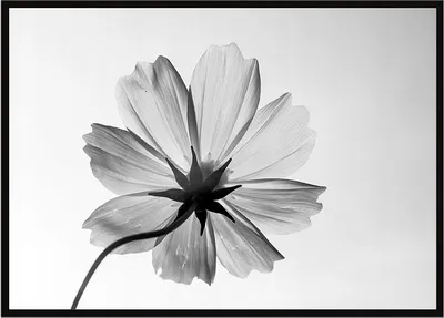 Produktbild von Bild Poster im Rahmen 53x73 cm Blume P1050