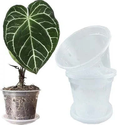 Obrázek produktu pro Průhledné květináče na orchideje a tropické rostliny s odtokem a podmisky, 17 cm