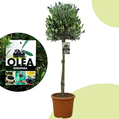 Produktbild von Olea europaea – Olivenbaum Hochstamm 110 cm | Topf Ø 22 cm