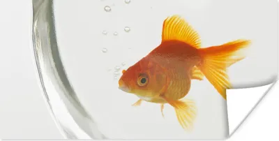 Produktbild von MuchoWow® Poster Goldfisch - Fischglas - Weiß 40x20 cm - Poster für die Wand - Poster Schlafzimmer