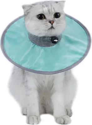 Image de Collier d'attache pour animaux domestiques, collier pour chats, facile à nettoyer, turquoise, M
