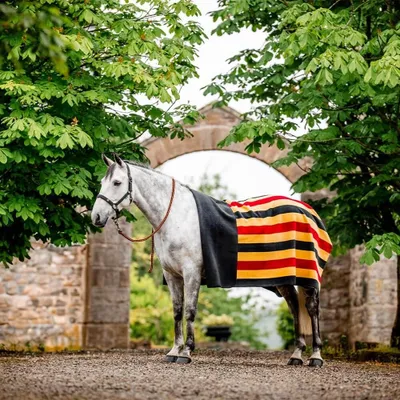 Image de Horseware Newmarket Fleece - Taille Warmblut