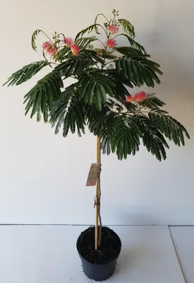 Produktbild von Albizia julibrizin 'Ombrella'- Stämmchen 80 cm, Seidenbaum / Schlafbaum / Seidenakazie, Gesamthöhe: 110-120 cm