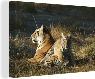 Obrázok produktu pre OneMillionCanvasses® - Výtlačky na plátne - 140x90 cm, Tiger - Sun - Grass, nástenná dekorácia