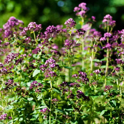 Zdjęcie produktu dla Bloomique - Zestaw 3 szt. - Origanum Vulgare - Roślina oregano - Rośliny ziołowe - Rośliny ogrodowe - Odporne na zimę - Wysokość 10-20 cm - Doniczka 9x9 cm