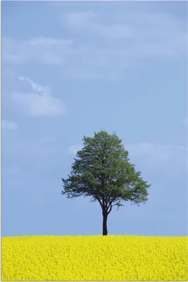 Produktbild von ARTland Wandbild Alu für Innen & Outdoor Rapsfeld und Baum Größe: 20x30 cm