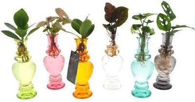Image de Assortiment de plantes d'intérieur (6 plantes) Ø7cm, hauteur 20cm, culture
