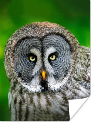 Produktbild von MuchoWow® Poster Vogel - Eule - Tiere - Braun - Porträt 120x160 cm - Wandbilder