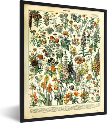 Produktbild von MuchoWow® Gerahmtes Poster Blumen - Pflanzen - Vintage - Adolphe Millot - Kunst 60x80 cm - Poster mit Schwarzem Bilderrahmen Wandposter Rahmen Foto Bilder - Premium - Wanddeko Wohnzimmer