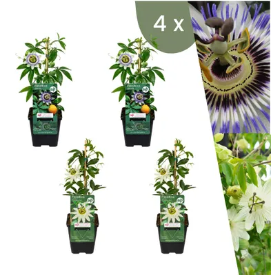 Produktbild von Plants by Frank | 4 Passionsblumen Mix | 2x Passiflora caerulea Blau, 2x Weiß | Kletterpflanzen | Winterhart | Gartenpflanzen