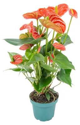 Zdjęcie produktu dla Bloomique - Roślina Anthurium - Roślina Flamingo - Pomarańczowa - Roślina doniczkowa - Oczyszczająca powietrze - Wysokość 30-40 cm - Doniczka 12 cm