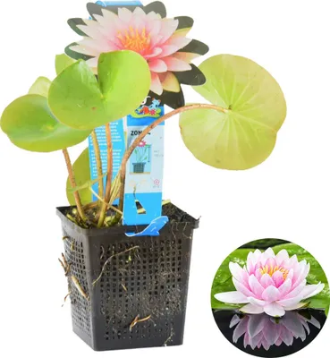 Produktbild von Nymphaea Madame Wilfron Gonnère, Seerose, Rosa, 20-30 cm, Topf 11 cm