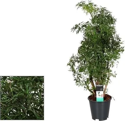 Produktbild von Fiederaralie Polyscias Hawaiiana Ming Ø17cm 65cm Zimmerpflanze mit feinem Laub