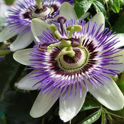 Immagine prodotto di 3 x Passiflora - Set di 3 Passiflora caerulea | Rampicanti perenni da fiore - resistenti - 3 X vaso da 1,5 litri