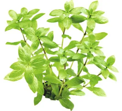 Obrázek produktu pro Vodní rostlina Hygrophila polysperma