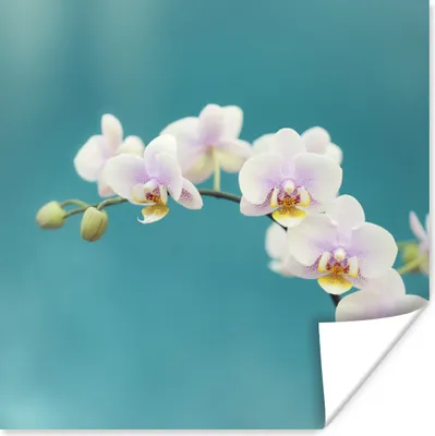 Produktbild von MuchoWow® Poster Orchidee - Blumen - Pflanze - Weiß - Lila 50x50 cm - Wohnzimmerdekoration