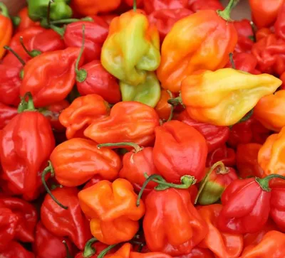 Produktbild von Chili Habanero Samen Schärfegrad 10 dunkel-grün nach orange aromatisch fruchtig