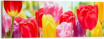 Produktbild von Bild auf Leinwand - Leinwandbild - Tulpe Blume Garten Plantage - 150x50cm - Wand Bild - Wanddeko - Leinwanddruck - Bilder - Kunstdruck - Wanddekoration - Leinwand bilder - Wandkunst - CA150x50-2466