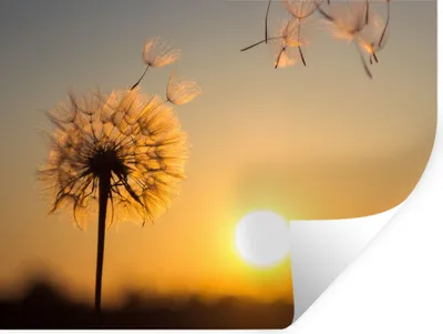 Produktbild von MuchoWow® Wandtattoo Wandsticker Wandaufkleber Löwenzahn - Sonne - Sonnenuntergang 80x60 cm Selbstklebend und Repositionierbar - Faltenfrei
