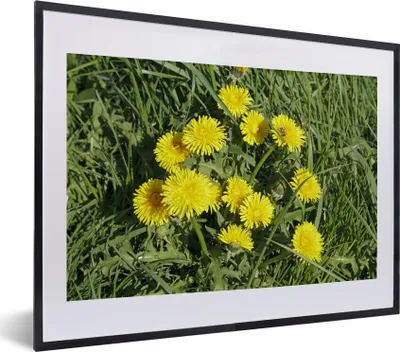 Produktbild von MuchoWow® MuchoWow® Gerahmtes Poster Löwenzahn - Gras - Frühling 40x30 cm - Poster mit zchwarzem Bilderrahmen - Bilderrahmen - Poster im Rahmen
