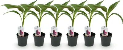 Image de Green boutiQ - Plante fruitière - Bananiers - Musa sikkemensis Red Tiger - Résistante au froid - 6 plants - Pot de 12 cm - Hauteur 30 cm