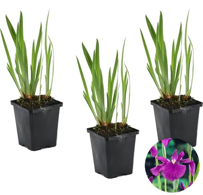 Produktbild von 3er-Set Iris Kaempferi, Schwertlilie, 15-25 cm, Topf 9 cm
