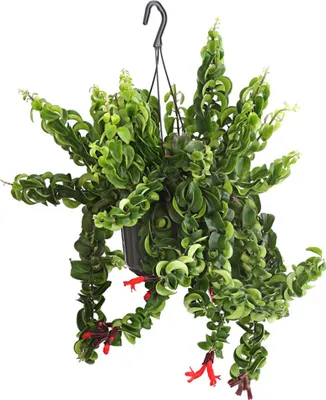 Produktbild von Dehner Schamblume Rasta, Aeschynanthus lobbianus, Ampelpflanze, gekräuselte Blätter, ca. 30-40 cm, Ø Topf 14 cm, Zimmerpflanze