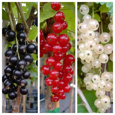 Produktbild von Johannisbeer Set "Schwarz-Rot-Gold" Titania - Rolan - Weiße Versailler 3 x Johannisbeere Busch