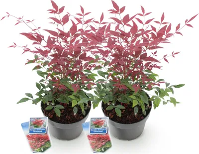 Zdjęcie produktu dla Nandina Obsessed - 2 sztuki, 17cm, wysokosc 45cm, roslina zimozielona o