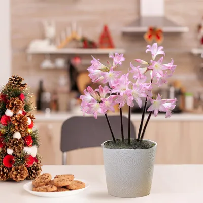 Obrázek produktu pro Cibule amarylis Belladonna - 1 velká cibule (26/30) - Exkluzivní cibule - Autentické rostliny z Holandska - Hippeastrum (žádná semena, vosk a nejsou umělé)