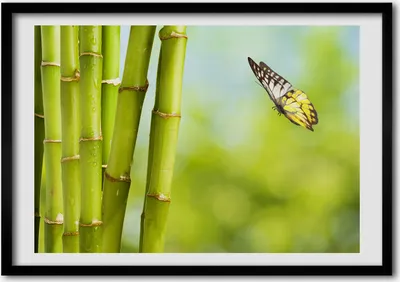 Produktbild von Bild - Bilder - Bilderrahmen - 70 cm x 50 cm - MDF-Rahmen, Wandkunst Bambus und Schmetterling