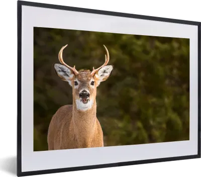 Produktbild von MuchoWow® MuchoWow® Gerahmtes Poster Hirsche - Hirschkopf - Natur 60x40 cm - Poster mit zchwarzem Bilderrahmen - Schlafzimmer - Plakat in Rahmen - Drucken