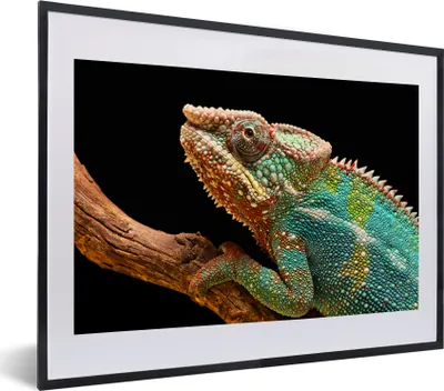 Produktbild von MuchoWow® MuchoWow® Gerahmtes Poster Chamäleon auf einem Ast 40x30 cm - Poster mit zchwarzem Bilderrahmen - Bilderrahmen - Poster im Rahmen