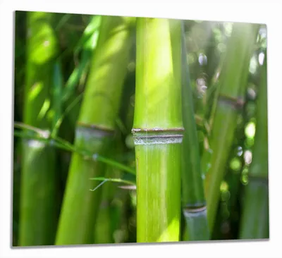 Produktbild von Wallario Herdabdeckplatte aus Glas, Größe 60 x 52 cm 2-teilig, Motiv Bambus im Sonnenschein