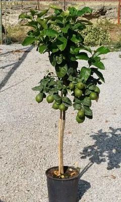 Produktbild von Zitronenbaum Femminello Carrubaro – Citrus limon, 130–170 cm – Mediterrane Pflanze mit echten Zitronen, winterhart, im Topf
