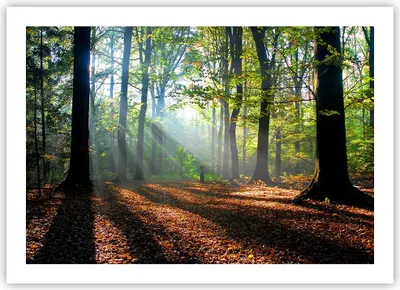 Produktbild von Poster - Poster ohne Rahmen - Wald Blätter Sonne - 70x50 cm - Wand Bild - Wanddeko - Wandbilder - Kunstposter - Wandposter - Bilder - Kunstdruck - Wanddekoration - Wandbild - P2XAA70x50-0136