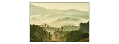 Produktbild von Muralo Fototapete Wald im Nebel 180 (B) x 120 (H) cm Vlies Tapete Wandtapeten Bäume Wohnzimmer Schlafzimmer moderne Wandbilder XXL Landschaft Panorama Wand Dekoration