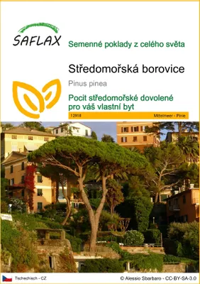 Obrázek produktu pro SAFLAX - Středomořská borovice - Pinus pinea - 6 Semena