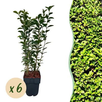 Produktbild von GreenboutiQ - Heckenpflanzen - Ligustrum ovalifolium - Blatt grün - 6 Pflanzen - 1 laufender Meter - immergrün - Topf 17cm Höhe 60cm