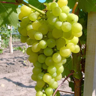 Primus Weiße Säulenjohannisbeere – Ca. 80-100 Cm Groß Im 3-Liter-Topf, Winterhart & Ertragreich