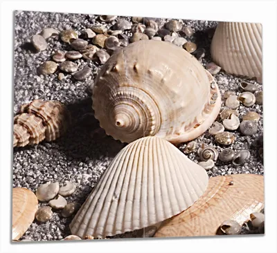 Produktbild von Wallario Herdabdeckplatte aus Glas, Größe 60 x 52 cm 2-teilig, Motiv Muscheln am Strand