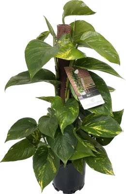 Zdjęcie produktu dla Epipremnum Aureum - Bluszcz na patyku z mchu Doniczka Ø 15 / wysokość ok. 50 cm Roślina pnąca Łatwa w pielęgnacji roślina wisząca Roślina domowa