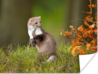 Produktbild von MuchoWow® Poster Wildmarder - Feld - Tier 120x90 cm - Wandbild